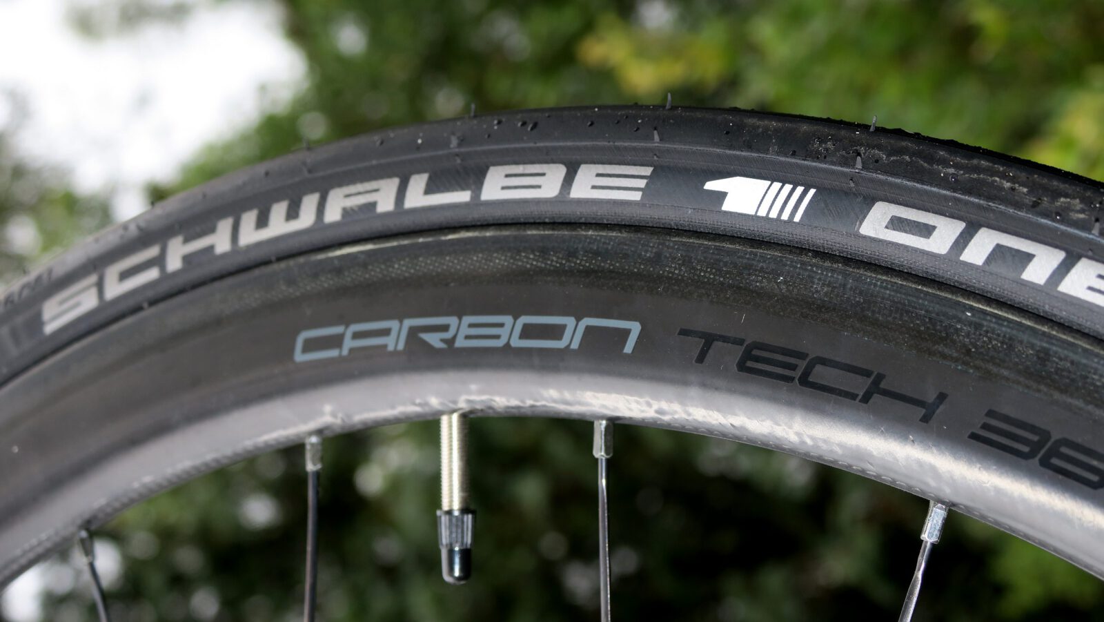 Schwalbe1